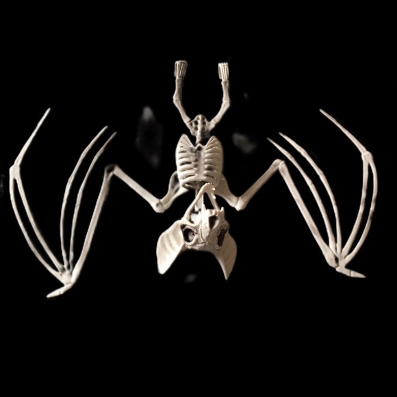 unbranded Other - Hanging Skeleton Bat Decor